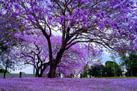 25 BLUE JACARANDA TREE ( Fern Tree / Brazilian Rose Wood / Green Ebony ) Jacaranda Mimosifolia Seeds