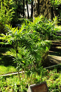 15 PARLOR PALM Neanthe Bella Palm Chamaedorea Elegans Tree Houseplant Seeds