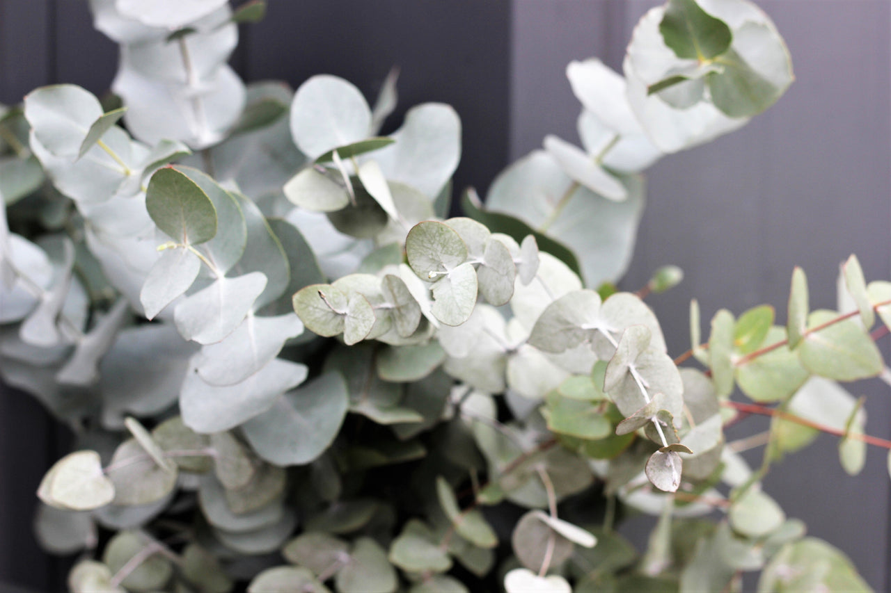 20 SILVER DROP EUCALYPTUS Gunnii Cider Gum Silver Blue Foliage Florist Tree Seeds