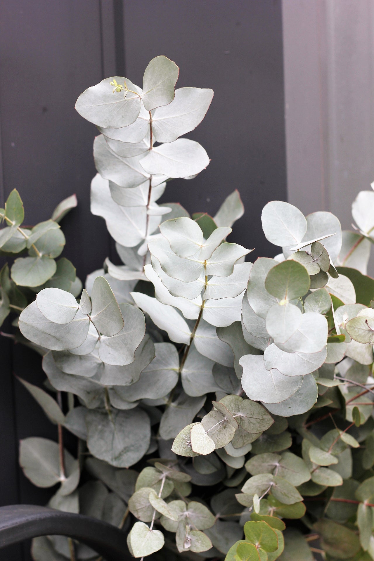20 SILVER DROP EUCALYPTUS Gunnii Cider Gum Silver Blue Foliage Florist Tree Seeds
