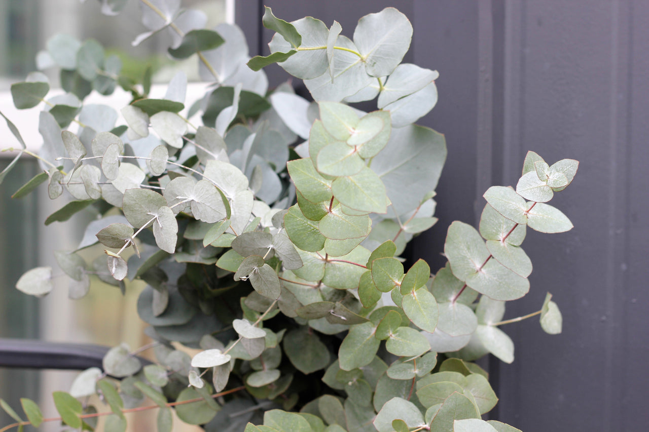 20 SILVER DROP EUCALYPTUS Gunnii Cider Gum Silver Blue Foliage Florist Tree Seeds