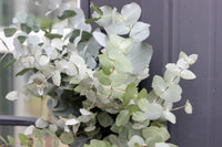 20 SILVER DROP EUCALYPTUS Gunnii Cider Gum Silver Blue Foliage Florist Tree Seeds