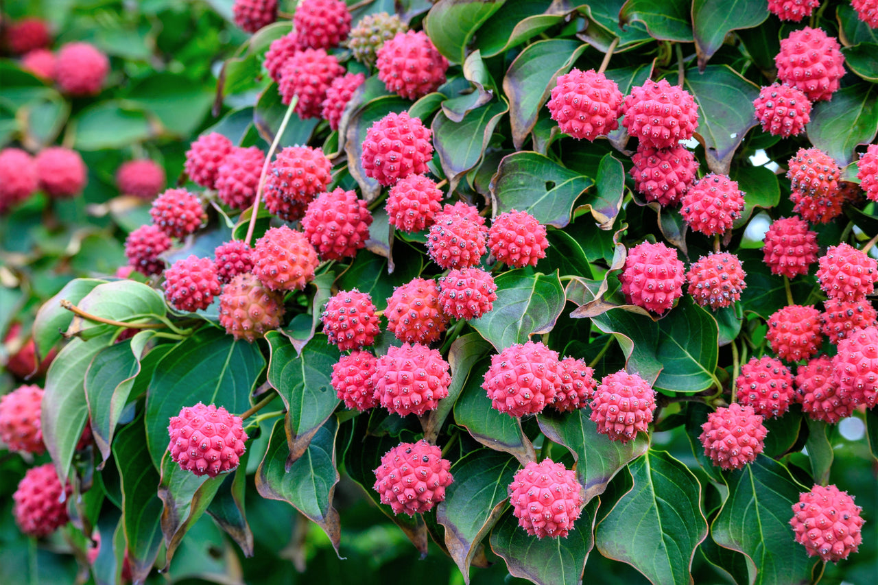 5 PINK DOGWOOD Tree Cornus Capitata Angustata Kousa Ornamental Flowering Tree Seeds