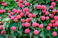 5 PINK DOGWOOD Tree Cornus Capitata Angustata Kousa Ornamental Flowering Tree Seeds