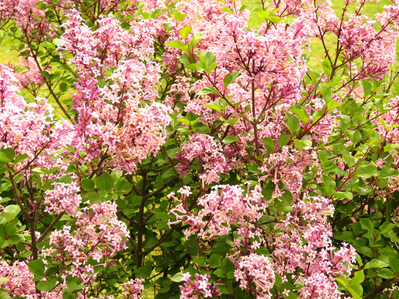 30 PINK LILAC Hungarian Lilac Tree Shrub Syringa Josikaea Fragrant Flower Seeds