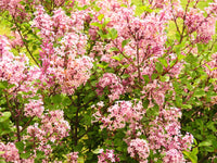 30 PINK LILAC Hungarian Lilac Tree Shrub Syringa Josikaea Fragrant Flower Seeds