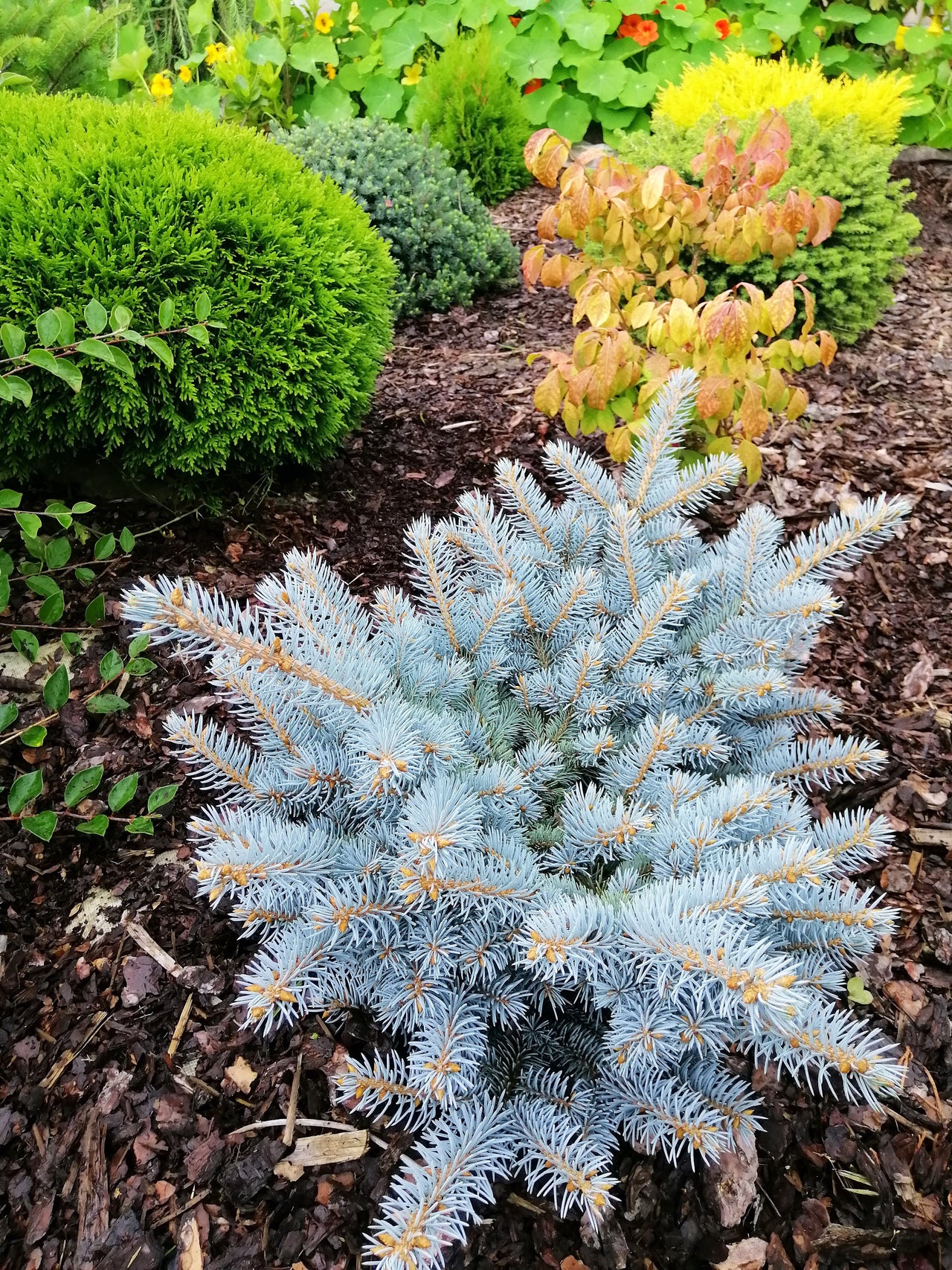 50 Colorado BLUE SPRUCE Tree Picea Pungens Glauca Christmas Tree White Silver Spruce Evergreen Seeds