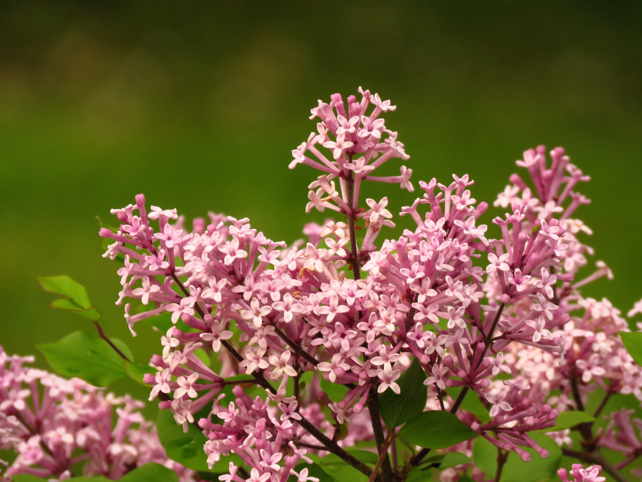 30 PINK LILAC Hungarian Lilac Tree Shrub Syringa Josikaea Fragrant Flower Seeds