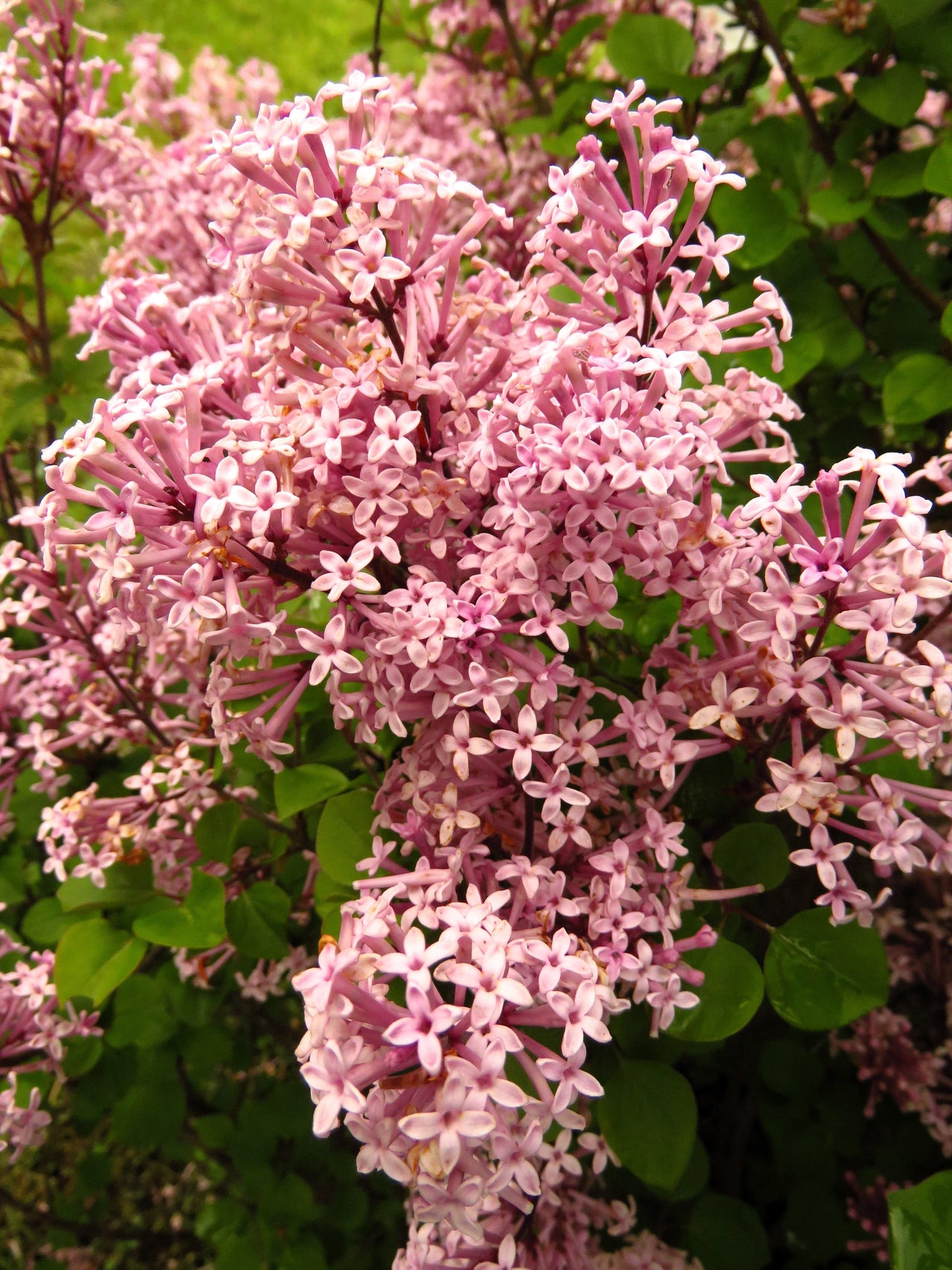 30 PINK LILAC Hungarian Lilac Tree Shrub Syringa Josikaea Fragrant Flower Seeds