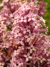 30 PINK LILAC Hungarian Lilac Tree Shrub Syringa Josikaea Fragrant Flower Seeds