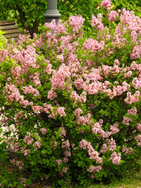 30 PINK LILAC Hungarian Lilac Tree Shrub Syringa Josikaea Fragrant Flower Seeds