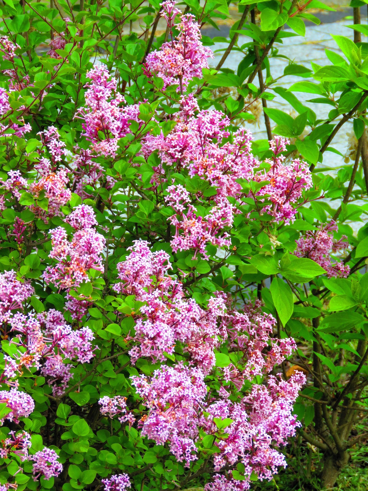 30 PINK LILAC Hungarian Lilac Tree Shrub Syringa Josikaea Fragrant Flower Seeds