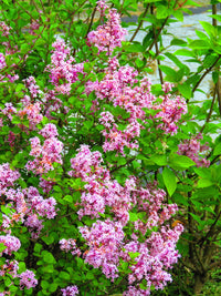 30 PINK LILAC Hungarian Lilac Tree Shrub Syringa Josikaea Fragrant Flower Seeds