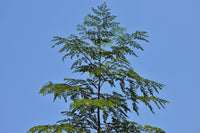10 Flowering DRUMSTICK TREE Moringa Oleifera Seeds (Miracle Tree / Ben Oil Tree)
