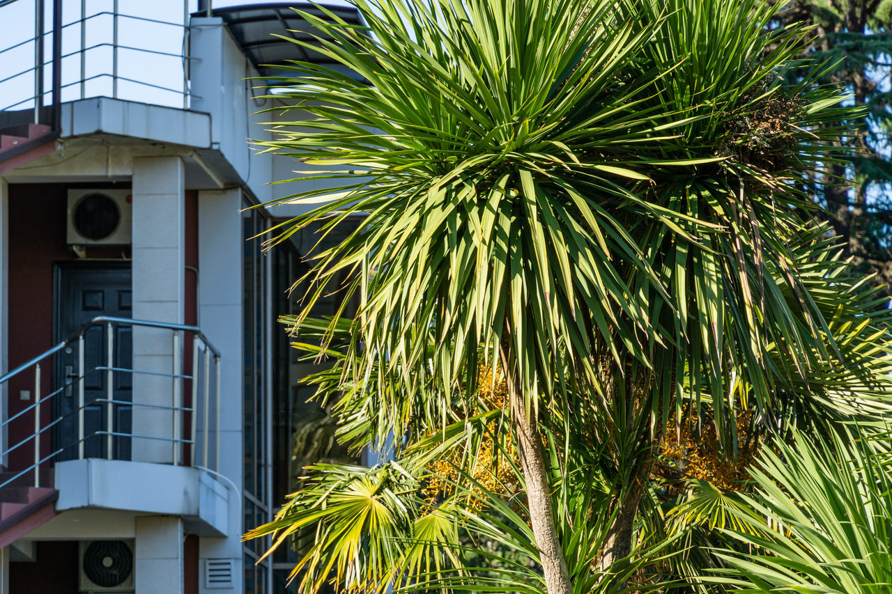 50 CABBAGE PALM / GIANT DRACAENA Australis Cordyline Tree Houseplant Seeds