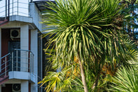 50 CABBAGE PALM / GIANT DRACAENA Australis Cordyline Tree Houseplant Seeds