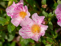 40 Sundial PEPPERMINT PORTULACA Grandiflora Moss Rose Pink Streaked Succulent Flower Seeds