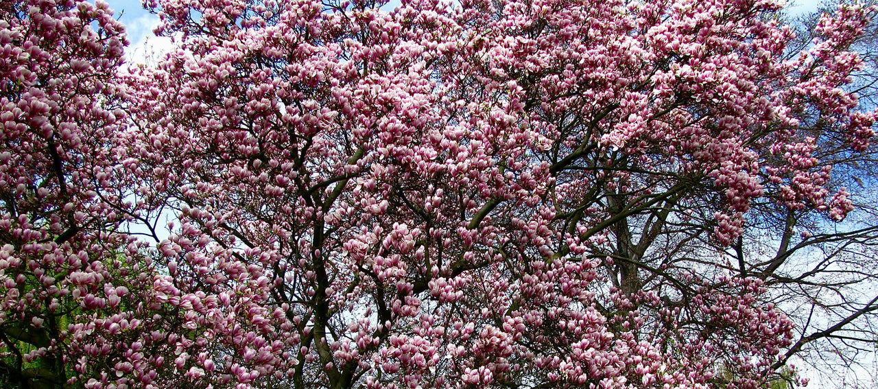 5 SAUCER MAGNOLIA x Soulangeana Denudata & Liliiflora 5 - 10" Pink & White Flower Tulip Tree Seeds