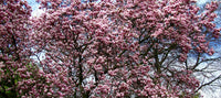 5 SAUCER MAGNOLIA x Soulangeana Denudata & Liliiflora 5 - 10