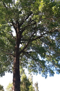5 TRUE MAHOGANY TREE Honduran Big Leaf Sky Fruit Swietenia Macrophylla Seeds