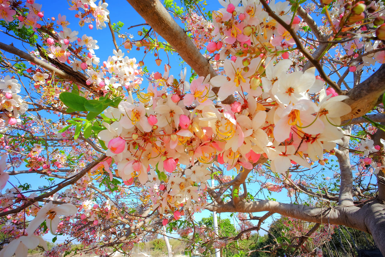 5 PINK SHOWER TREE Cassia Javanica aka Rainbow Shower & Apple Blossom Tree Two Tone Pink, White, Yellow Flower Seeds
