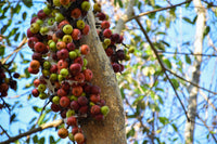 30 CLUSTER FIG Ficus Racemosa Red River Indian Guilar Tree Houseplant Seeds