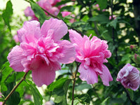 50 Mixed Colors ROSE Of SHARON HIBISCUS Syriacus Flower Tree Bush Seeds Mix