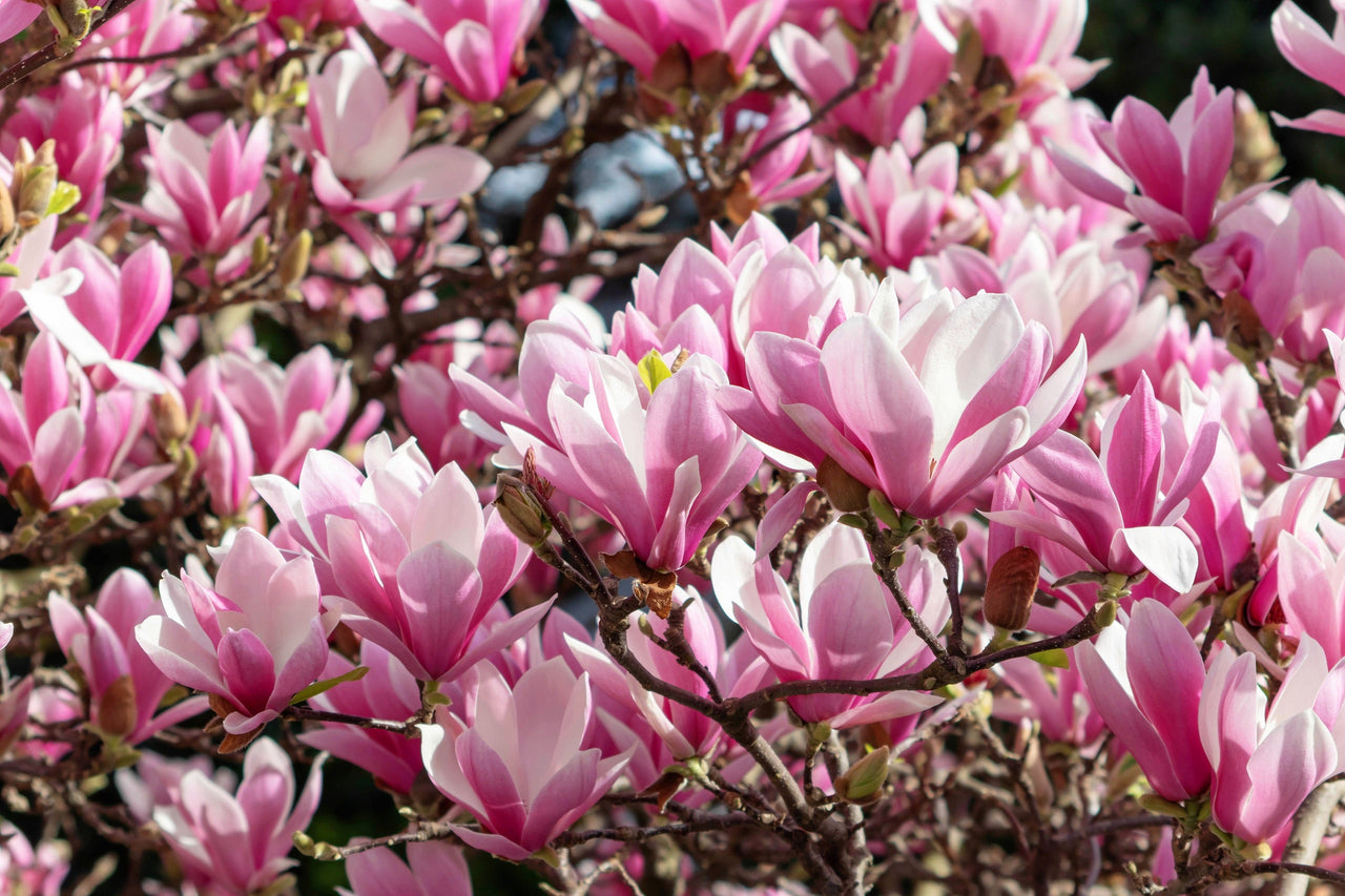 5 LILY MAGNOLIA Flower TREE Pink & Purple Fragrant Tulip Magnol Liliiflora Seeds