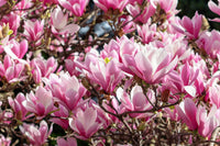 5 LILY MAGNOLIA Flower TREE Pink & Purple Fragrant Tulip Magnol Liliiflora Seeds