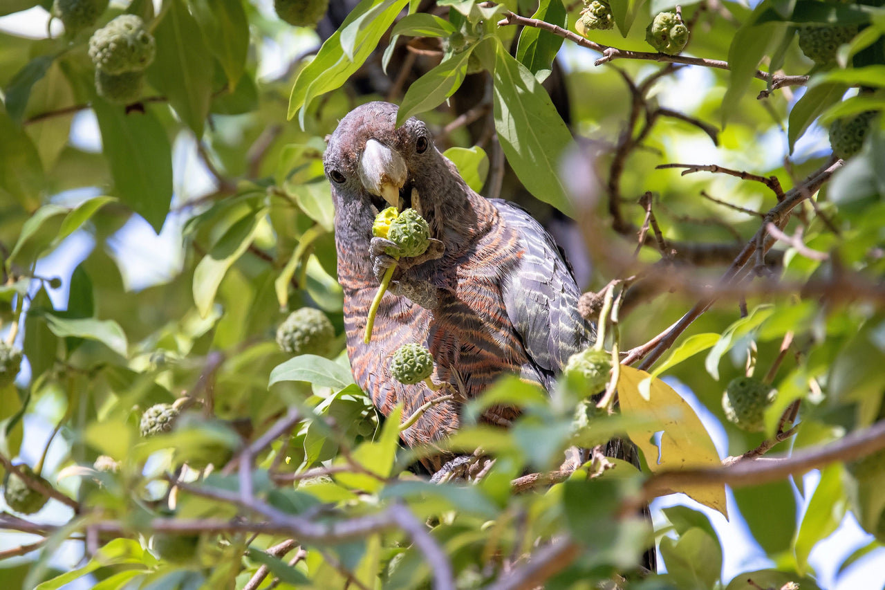 5 PINK DOGWOOD Tree Cornus Capitata Angustata Kousa Ornamental Flowering Tree Seeds