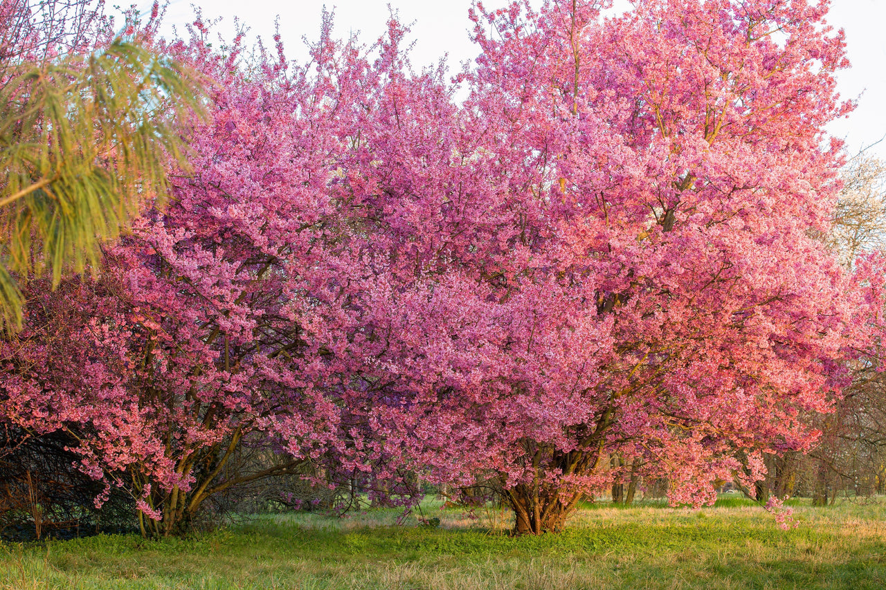 5 MANCHURIAN APRICOT Fruit Tree Flowering Prunus Mandshurica Seeds