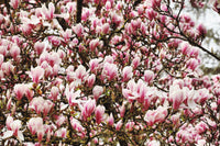 5 LILY MAGNOLIA Flower TREE Pink & Purple Fragrant Tulip Magnol Liliiflora Seeds