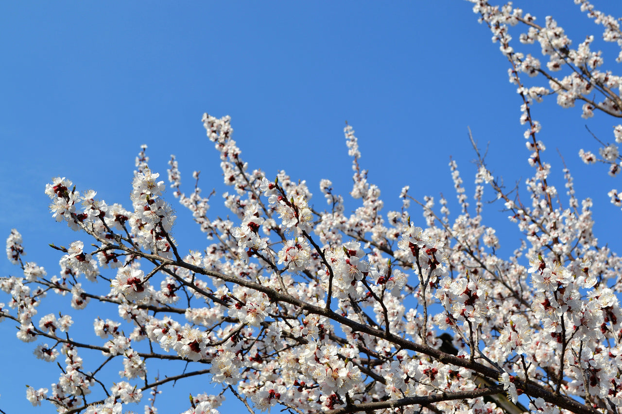5 COMMON APRICOT Fruit Tree Prunus Armeniaca White Pink Flower Seeds