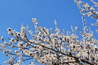 5 COMMON APRICOT Fruit Tree Prunus Armeniaca White Pink Flower Seeds