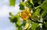 15 TULIP POPLAR TREE Yellow Flower Liriodendron Tulipifera Whitewood Seeds