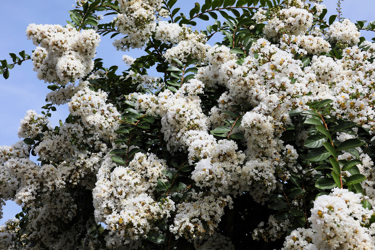 35 WHITE CREPE MYRTLE Lagerstroemia Indica Flowering Shrub Bush Small Tree Seeds
