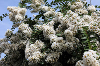 35 WHITE CREPE MYRTLE Lagerstroemia Indica Flowering Shrub Bush Small Tree Seeds