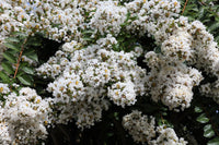 35 WHITE CREPE MYRTLE Lagerstroemia Indica Flowering Shrub Bush Small Tree Seeds