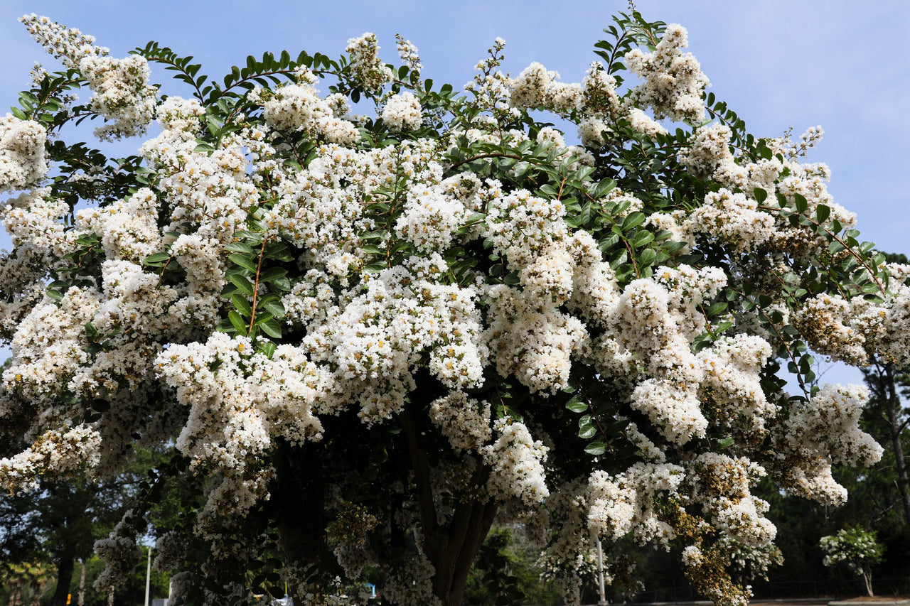 35 WHITE CREPE MYRTLE Lagerstroemia Indica Flowering Shrub Bush Small Tree Seeds