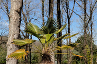 10 WAGNER WINDMILL PALM Dwarf Chusa Trachycarpus Fortunei Wagnerianus Tree Houseplant Seeds