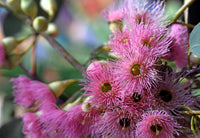 50 RED FLOWERING EUCALYPTUS Sideroxylon Mugga Ironbark Tree Seeds