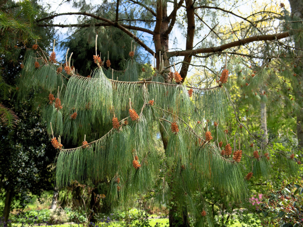30 Mexican WEEPING PINE TREE Evergreen Pinus Patula Seeds