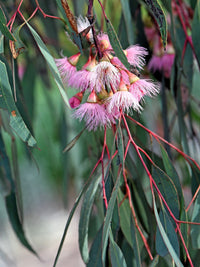 50 RED FLOWERING EUCALYPTUS Sideroxylon Mugga Ironbark Tree Seeds