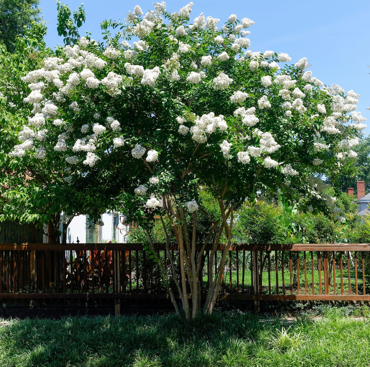 35 WHITE CREPE MYRTLE Lagerstroemia Indica Flowering Shrub Bush Small Tree Seeds
