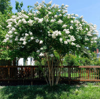 35 WHITE CREPE MYRTLE Lagerstroemia Indica Flowering Shrub Bush Small Tree Seeds