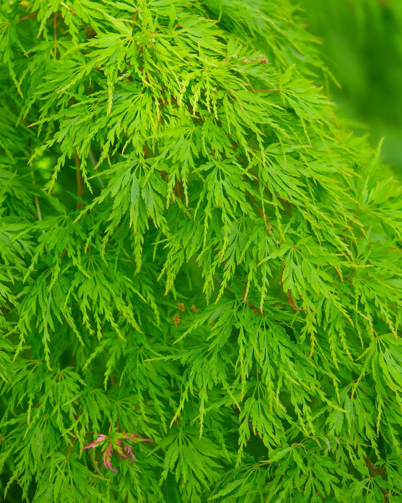 10 WEEPING LACELEAF MAPLE Japanese Acer Palmatum Dissectum Green Yellow Red Tree Seeds