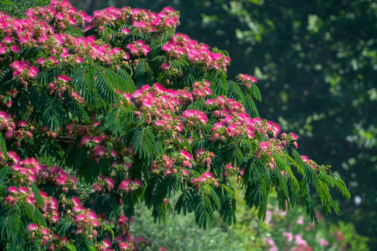 25 MIMOSA / Persian SILK TREE Albizia Julibrissin Seeds