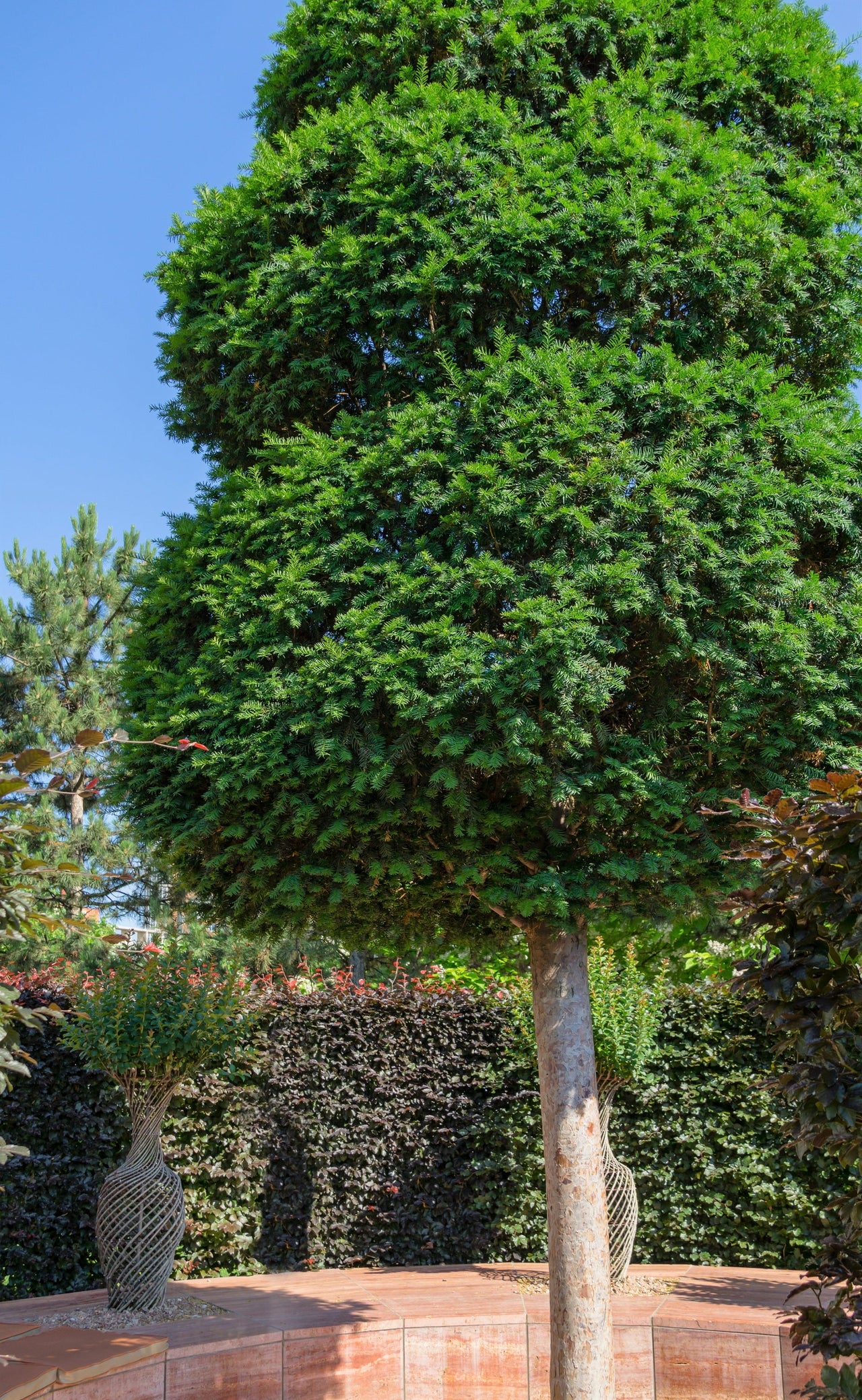 10 PACIFIC YEW Tree Taxus Baccata Brevifolia Evergreen Conifer Sun or Shade Red Ornamental Berry Native Tree Seeds