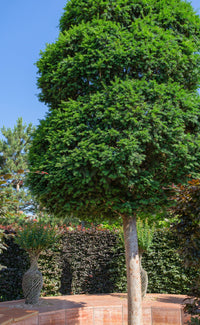 10 PACIFIC YEW Tree Taxus Baccata Brevifolia Evergreen Conifer Sun or Shade Red Ornamental Berry Native Tree Seeds