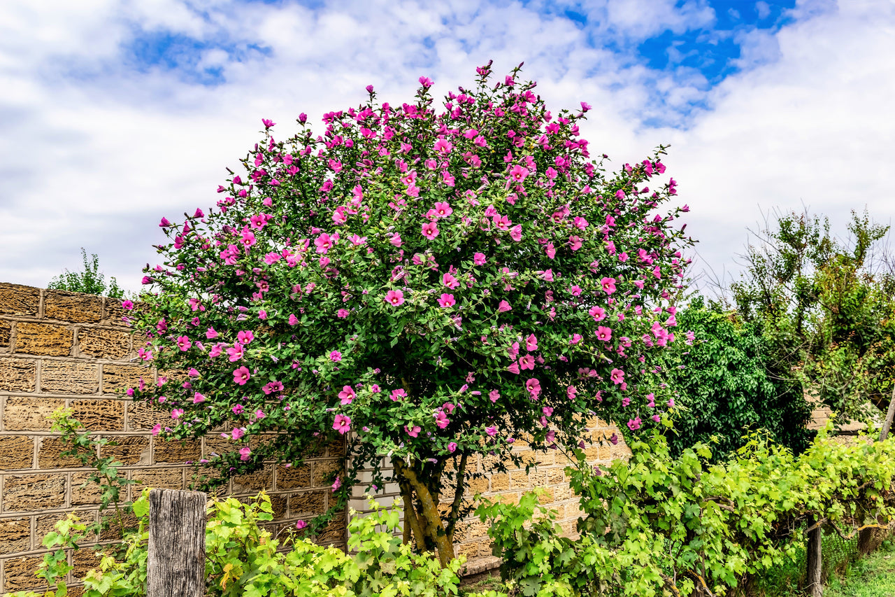 1000 BULK Mixed Colors ROSE Of SHARON HIBISCUS Syriacus Flower Tree Shrub Seeds